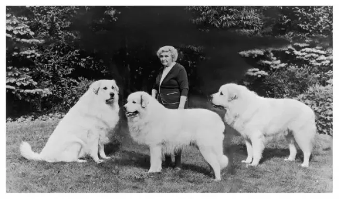 Framed Print : Fall Pyrenean Mountain Madame J. Harper Trois Fontaine Print with Dogs