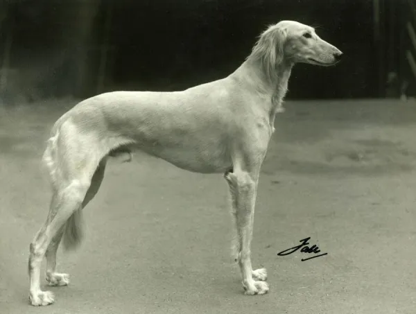 Saluki cross greyhound for sale cheap