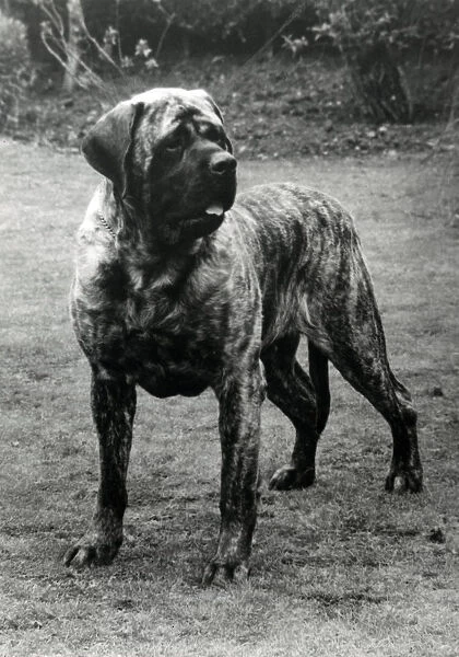 Mastiff - Forefoot Prince of Darkness