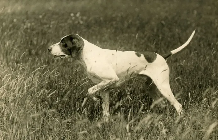 Framed Print : 1936 Print of a Pointer in the Field Framed Print : 1936 Print of a Pointer in the Field