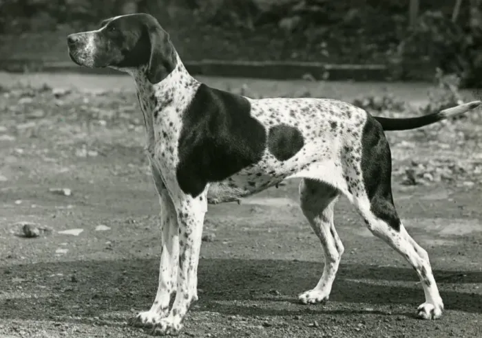 Framed Print : 1954 Print of a Pointer in Liver and White Framed Print : 1954 Print of a Pointer in Liver and White