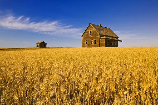 Abandoned Farm House, Wind-Blown Durum Wheat Field Near Burstall, Saskatchewan