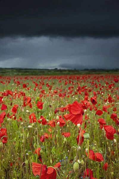 An Abundance Of Poppies In A Field Under A Stormy Sky; Northumberland, England