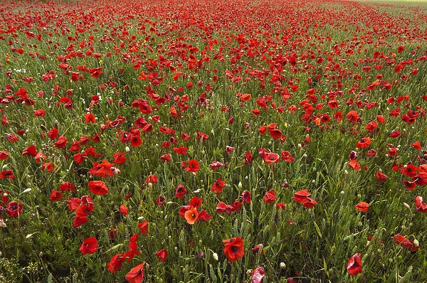 An Abundance Of Red Poppies In A Field; Northumberland, England