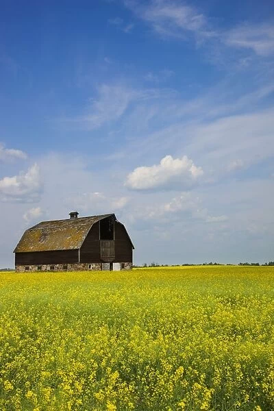 Alberta, Canada; An Old Barn In A Field