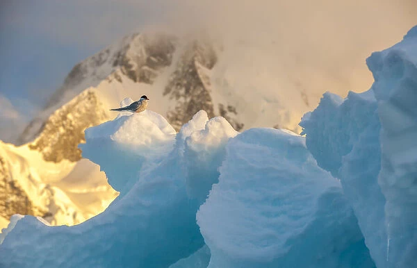 Antarctic tern perched on iceberg, Southern Ocean, Antarctica