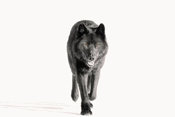 Archipelago Wolf In Black Color Phase Trotting On Snow Field Southeast Alaska Winter Tongass Nat Forest