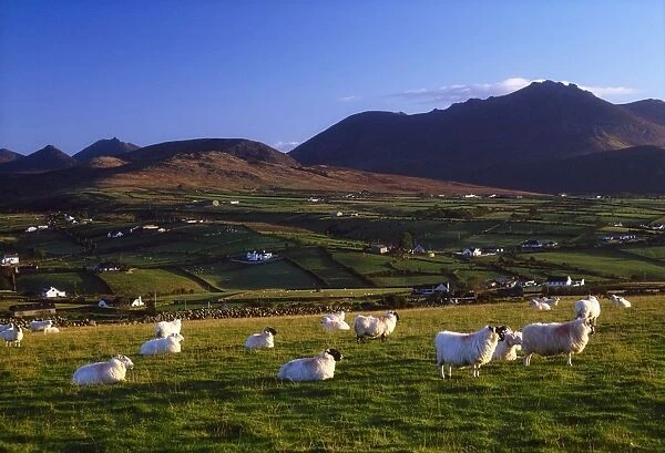Aughrim Hill, Mourne Mountains, County Down, Ireland; Flock Of Sheep