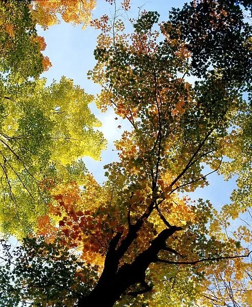 Autumn Trees Low-Angle