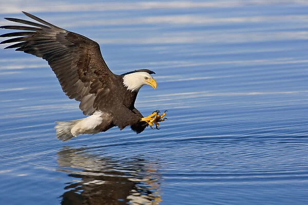Bald Eagle Prepares To Grab Fish Inside Passage Se Ak Summer