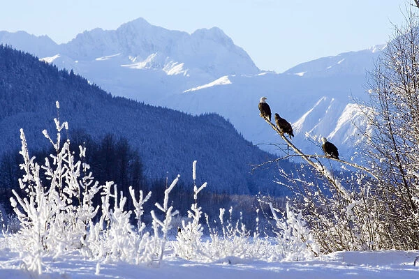 Bald Eagles Perched In Tree W  /  Takhinsha Mountains Chilkat Bald Eagle Preserve Southeast Haines Ak Winter