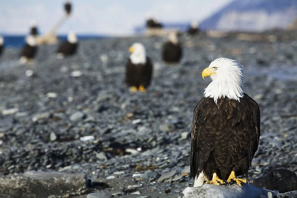 Bald Eagles Standing On The Shore Of Kachemak Bay On The Homer Spit, Kenai Peninsula, Southcentral Alaska