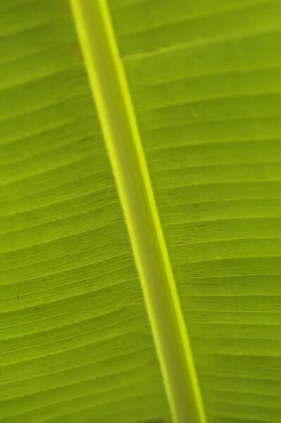 Detail Of Banana Leaf, Blue Mountains, Jamaica