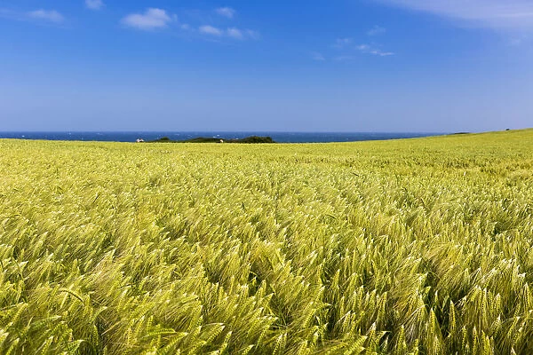 Barley Field With Blue Sky And The Sea In The Distance; Brittany, France