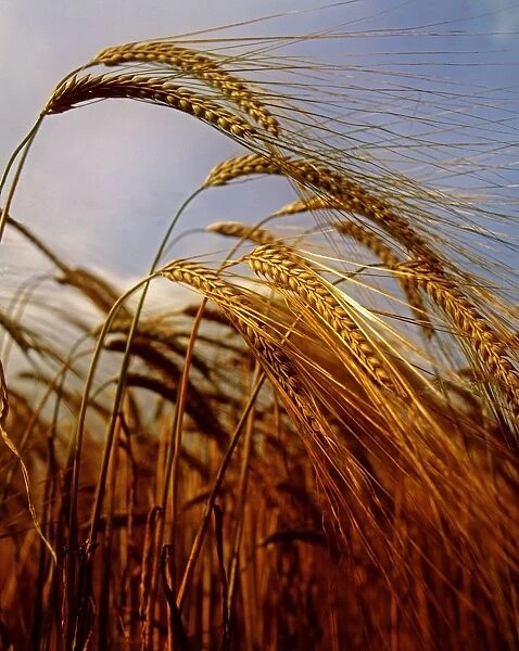Barley, Co Meath, Ireland