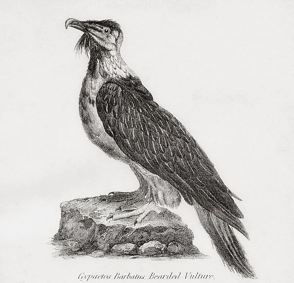 The bearded vulture, aka the lammergeier (or lammergeyer) and ossifrage. From The National Encyclopaedia: A Dictionary of Universal Knowledge, published c. 1890