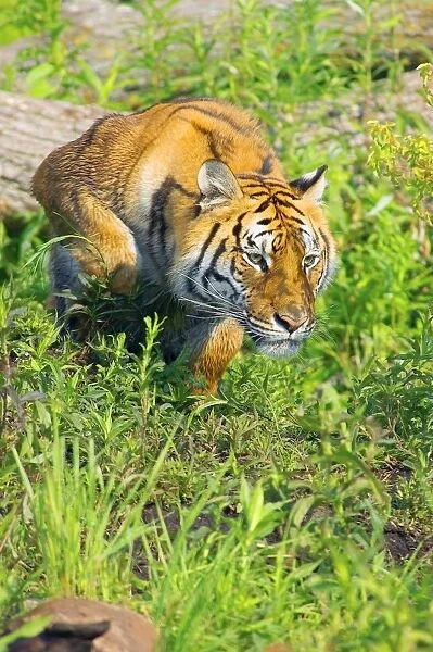 Bengal Tigress On The Prowl