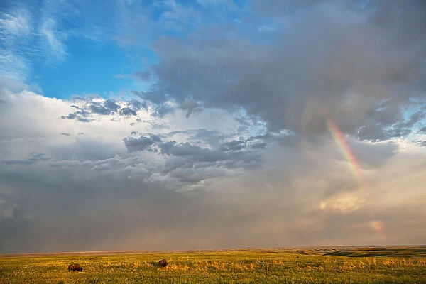 Bison Under A Passing Storm Over The Prairies In Grasslands National Park; Saskatchewan Canada