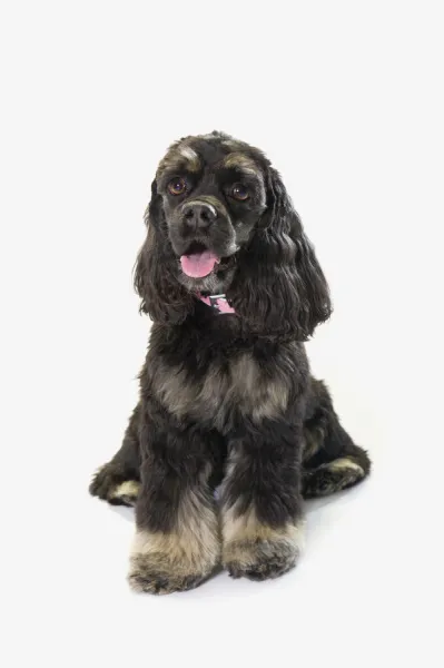 Black Cocker Spaniel With Golden Boots On White Studio Background