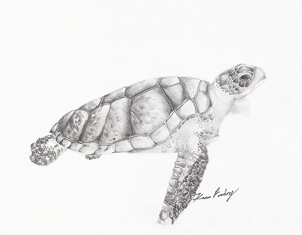 Testudines Reptiles Turtle Animal Drawings Extinct Stock Illustration  1663981351 | Shutterstock
