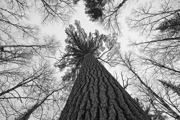 Black And White Image Of A Large White Pine In Algonquin Park, Ontario