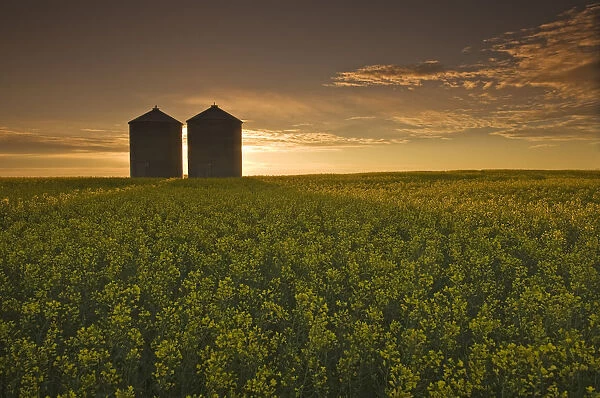 Bloom Stage Canola Field With Grain Bins In The Background, Tiger Hills, Manitoba