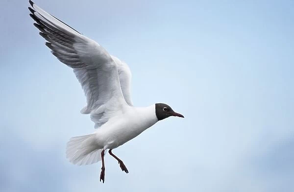Bonapartes Gull (Chroicocephalus philadelphia) in flight, Farne Islands, Northumberland, England