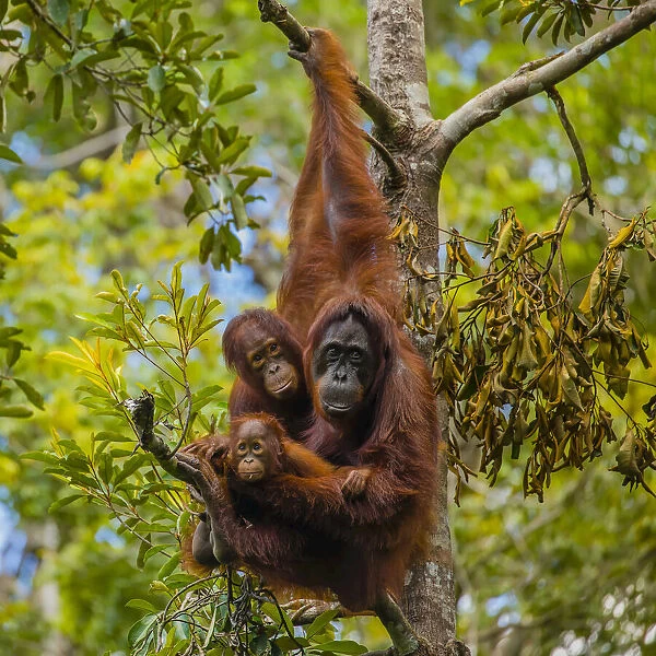 A Bornean orangutan family, Pongo pygmaeus, in a tree