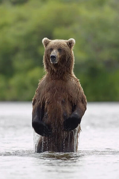 Brown Bear Sow Standing In River Fishing For Sockeye Salmon Katmai National Park Southwest Alaska Summer