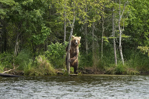 Brown bear (Ursus arctos horribilis) standing up on the shore next to a tree looking at the camera in Brooks Falls; Katmai National Park and Preserve, Alaska, United States of America