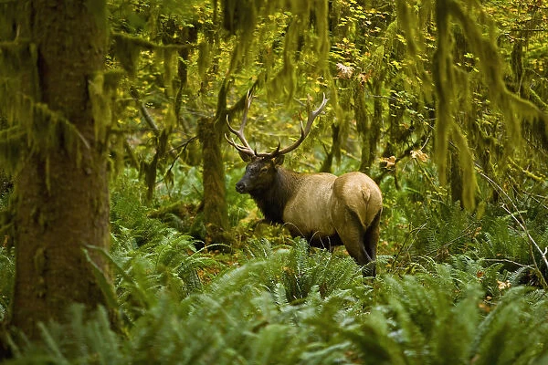 Bull Roosevelt Elk (Cervus Canadensis Roosevelti) Framed By Rainforest Foliage; Washington, United States Of America