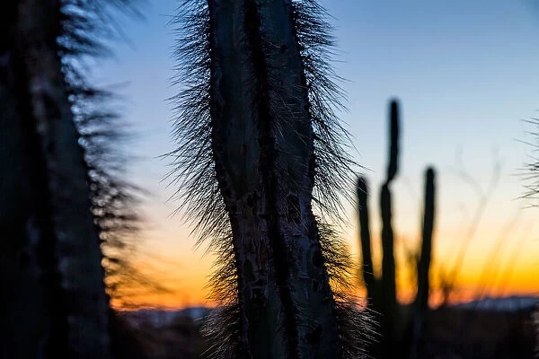 Cactus plant detail at sunset, Baja California, Mexico