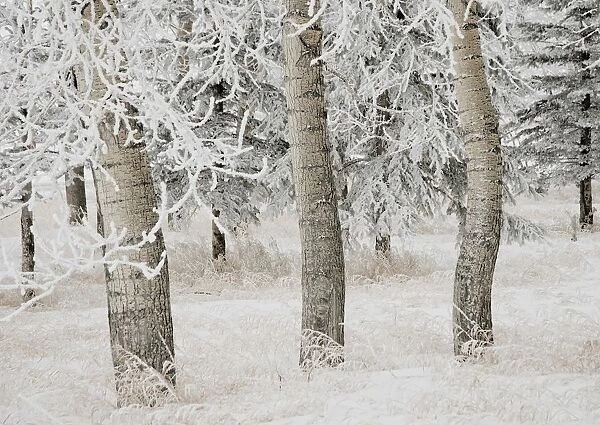 Calgary, Alberta, Canada; White Aspens In Winter
