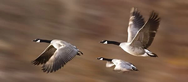 Canada Geese (Branta Canadensis) In Flight
