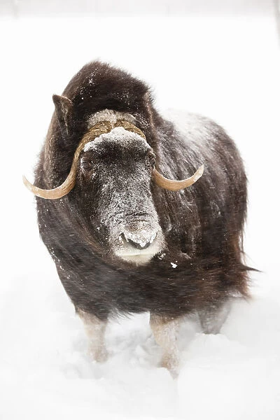 Captive: Cow Muskoxen Stands In Deep Snow During A Winter Storm, Alaska Wildlife Conservation Center, Southcentral Alaska, Winter