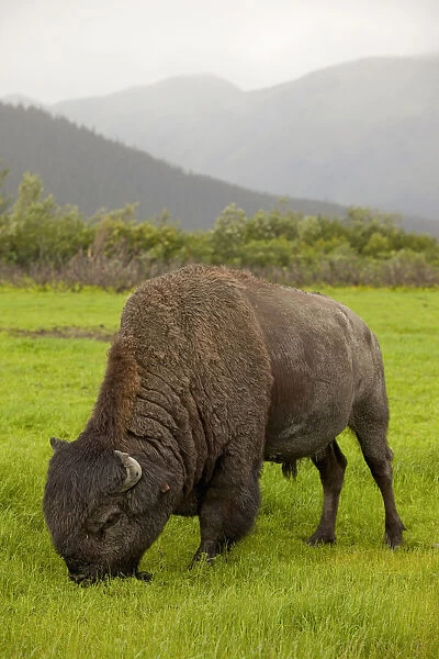 Captive Wood Bison Bull Grazing On Grasses At The Alaska Wildlife Conservation Center, Southcentral Alaska