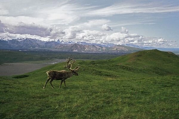 Caribou Bull In Alpine Meadow, Alaska, Usa
