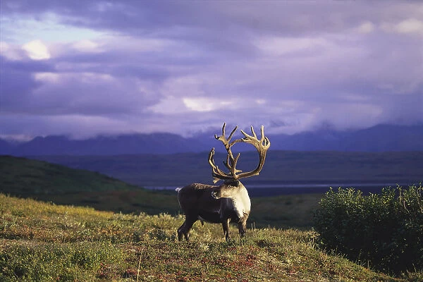 Caribou Standing In Tundra Denali Natl Park Interior Ak Fall Portrait