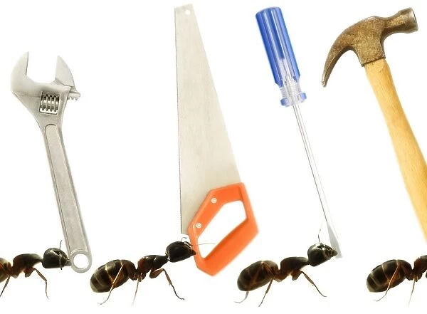Carpenter Ants (Camponotus Pennsylvanicus)