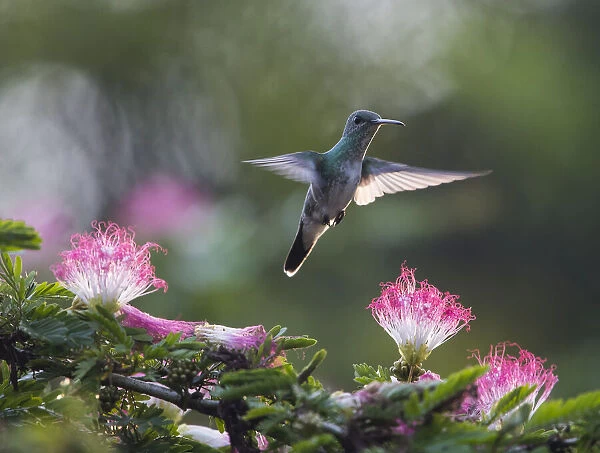 A Charming hummingbird feeds on a pink and white flowering Calliandra tree