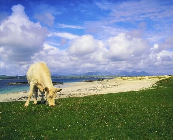 Charolais Cow, Mannin Bay, Co Galway, Ireland; Cow Grazing