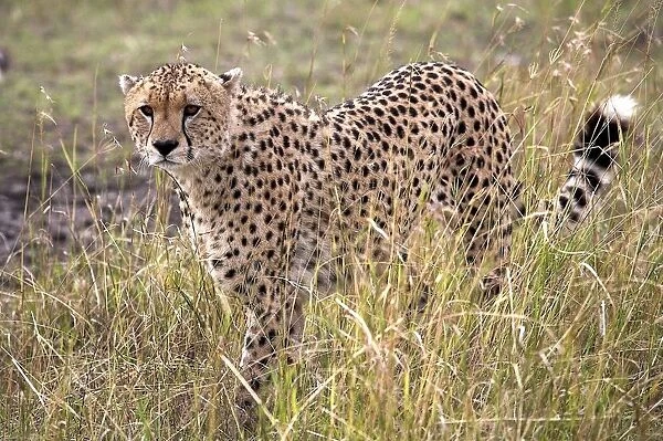 Cheetah (Acinonyx Jubatus), Masai Mara National Reserve, Kenya, Africa; Cheetah On The Prowl