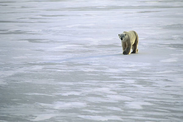 Churchill Manitoba Canada Polar Bear Walking On Ice Winter Scenic