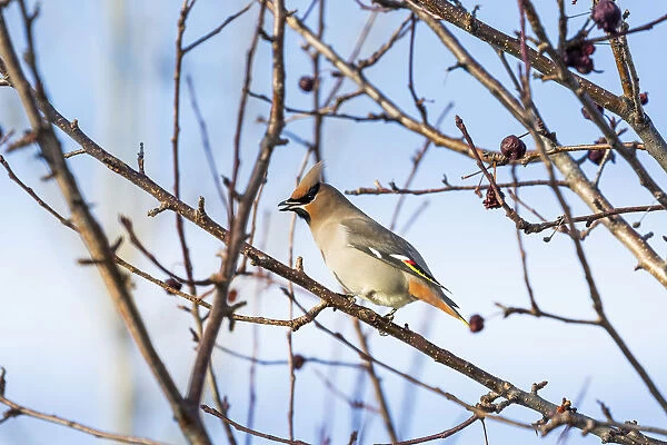 Close Up Of A Cedar Waxwing (Bombycilla Cedrorum) Bird On A Bare Branch Of A Crab Apple Tree With Blue Sky In The Background; Calgary, Alberta, Canada