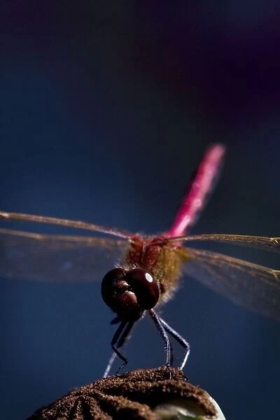 Close Up Of A Dragonfly