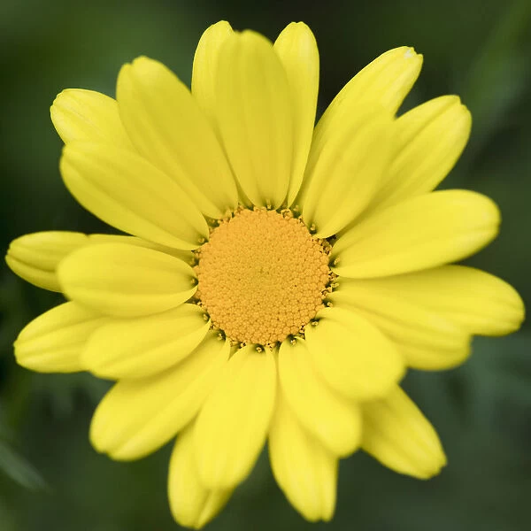 Close Up Of A Flower With Bright Yellow Petals And Centre; Ontario, Canada