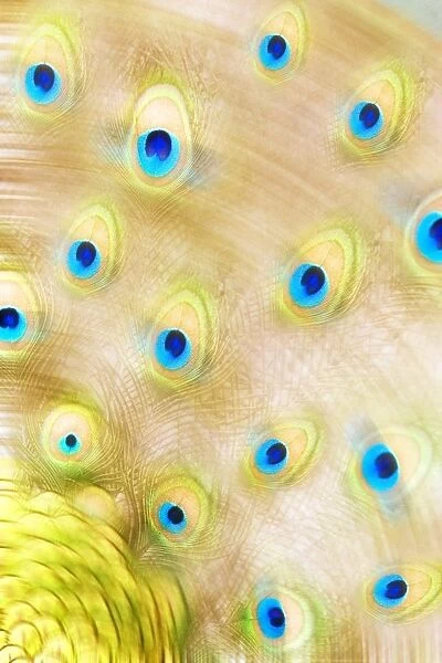Close Up Of A Peacock Tail