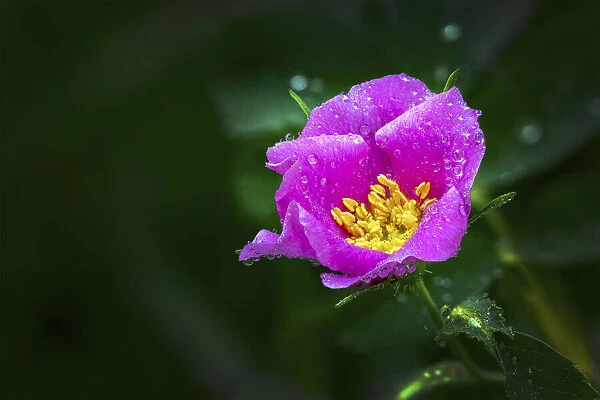 Close up of pink wild rose with water droplets; Calgary, Alberta, Canada