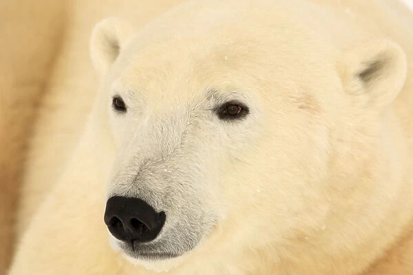 Close Up Of A Polar Bear, Churchill, Manitoba