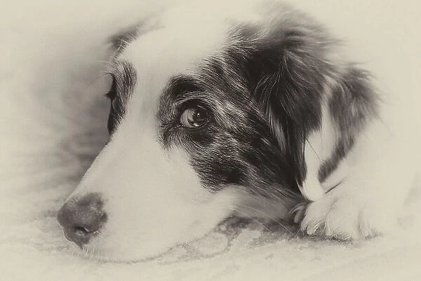 Close-up black and white portrait of an Australian Shepherd's face